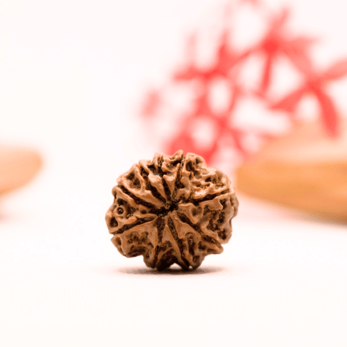 9 Mukhi Nepali Rudraksha - Regular