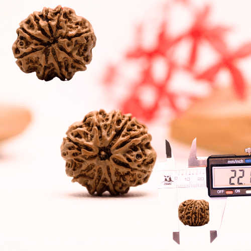 9 Mukhi Nepali Rudraksha - Regular