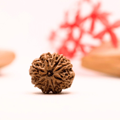 9 Mukhi Nepali Rudraksha - Regular