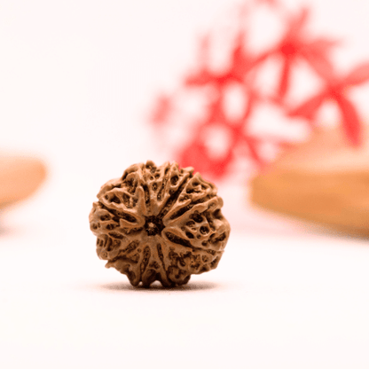 9 Mukhi Nepali Rudraksha - Regular