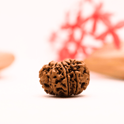 9 Mukhi Nepali Rudraksha - Regular