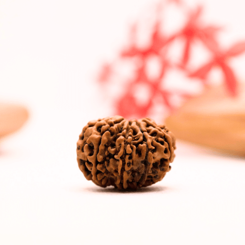 9 Mukhi Nepali Rudraksha - Regular
