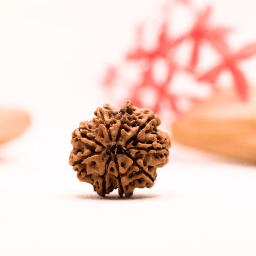 9 Mukhi Nepali Rudraksha - Regular