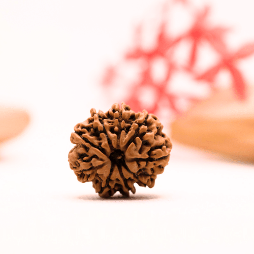 9 Mukhi Nepali Rudraksha - Regular