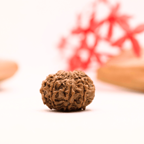 9 Mukhi Nepali Rudraksha - Regular