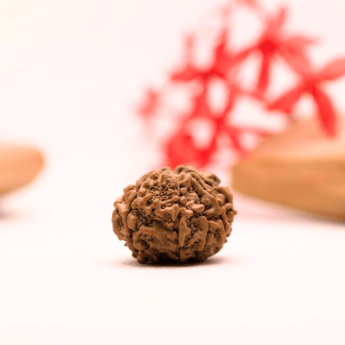 9 Mukhi Nepali Rudraksha - Regular