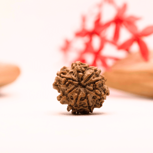 9 Mukhi Nepali Rudraksha - Regular