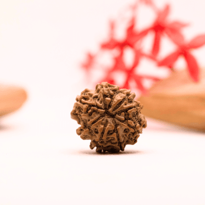 9 Mukhi Nepali Rudraksha - Regular