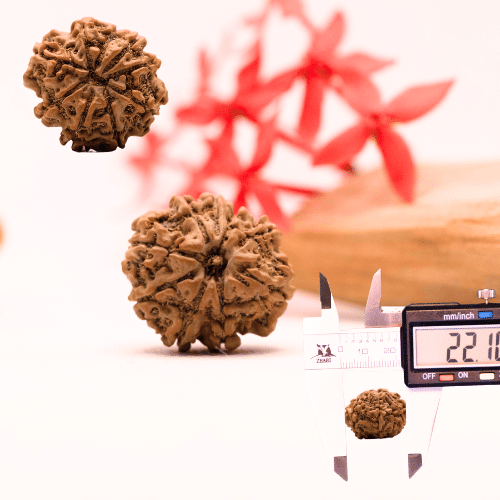 9 Mukhi Nepali Rudraksha - Regular