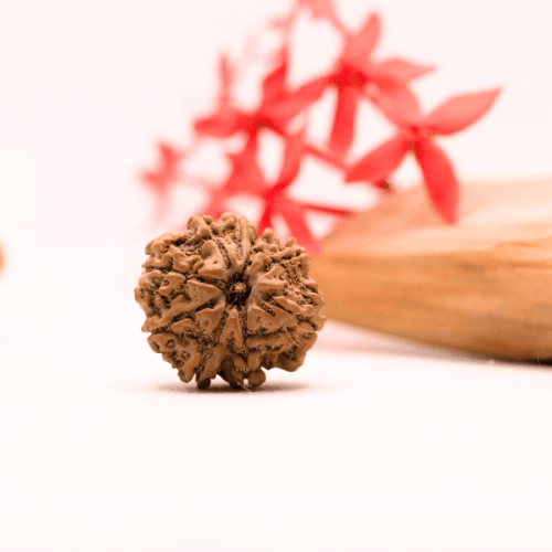 9 Mukhi Nepali Rudraksha - Regular