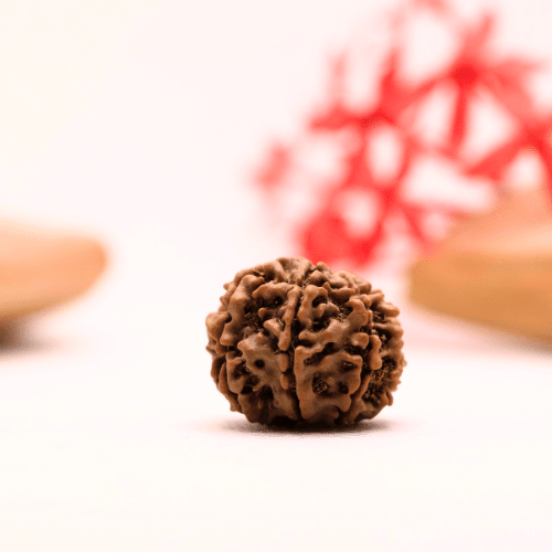 9 Mukhi Nepali Rudraksha - Regular