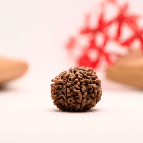 9 Mukhi Nepali Rudraksha - Regular