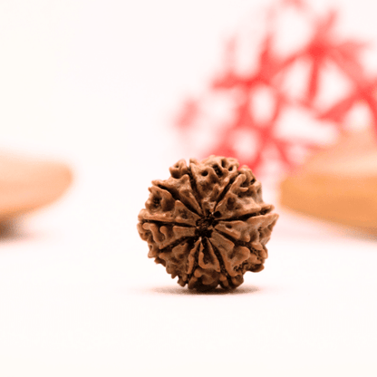 9 Mukhi Nepali Rudraksha - Regular