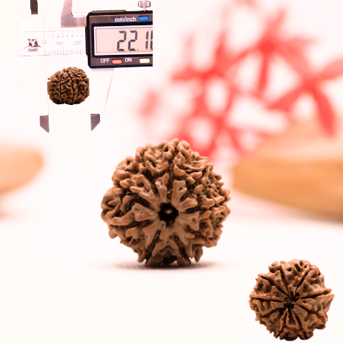 9 Mukhi Nepali Rudraksha - Regular