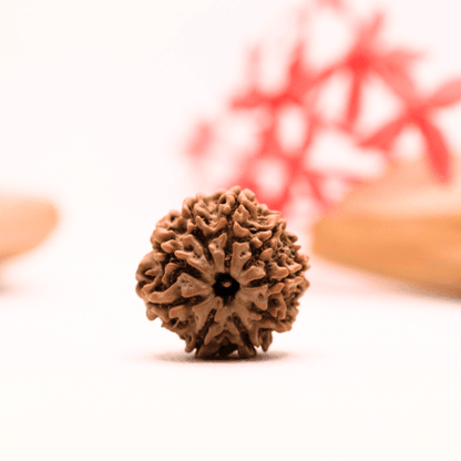9 Mukhi Nepali Rudraksha - Regular