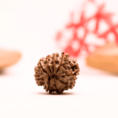9 Mukhi Nepali Rudraksha - Regular