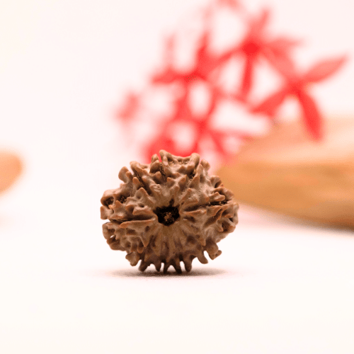 9 Mukhi Nepali Rudraksha - Regular