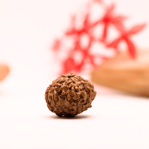 9 Mukhi Nepali Rudraksha - Regular