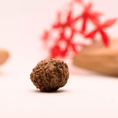 9 Mukhi Nepali Rudraksha - Regular