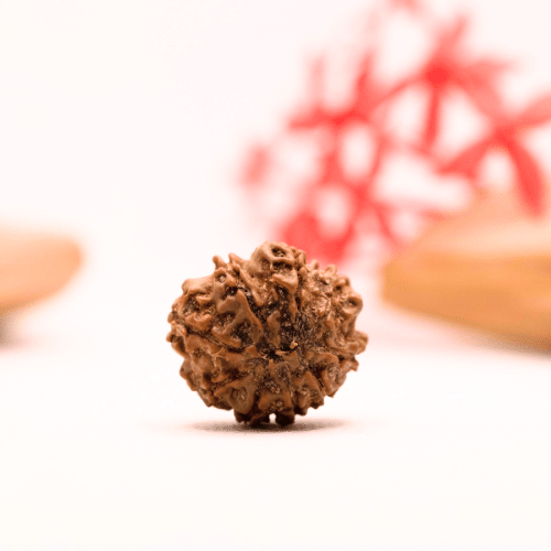 9 Mukhi Nepali Rudraksha - Regular
