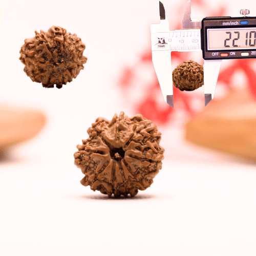 9 Mukhi Nepali Rudraksha - Regular