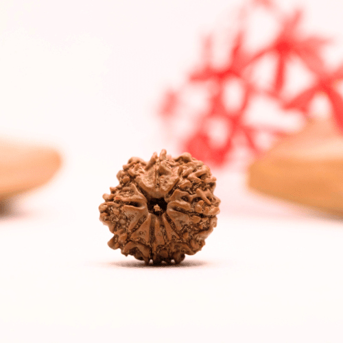 9 Mukhi Nepali Rudraksha - Regular