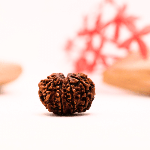 9 Mukhi Nepali Rudraksha - Regular