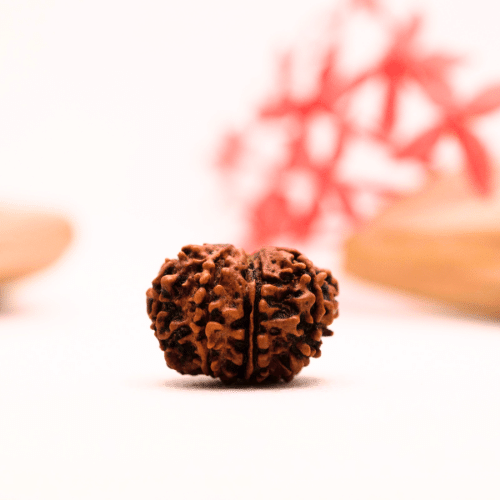 9 Mukhi Nepali Rudraksha - Regular