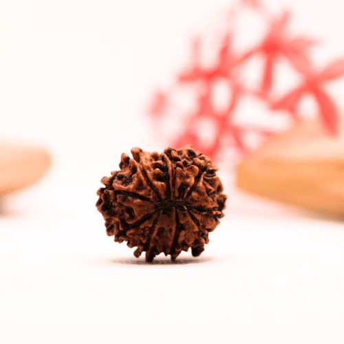 9 Mukhi Nepali Rudraksha - Regular