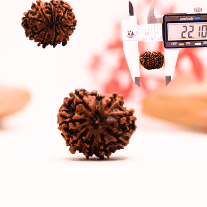 9 Mukhi Nepali Rudraksha - Regular