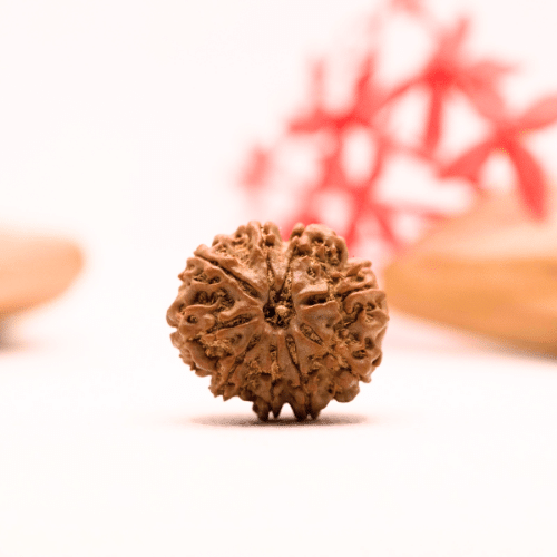 9 Mukhi Nepali Rudraksha - Regular