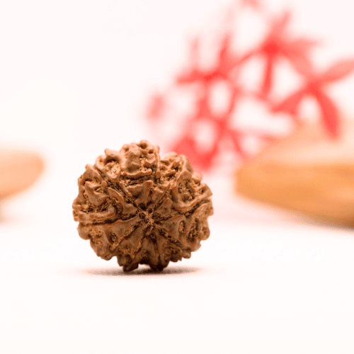 9 Mukhi Nepali Rudraksha - Regular