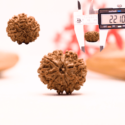 9 Mukhi Nepali Rudraksha - Regular