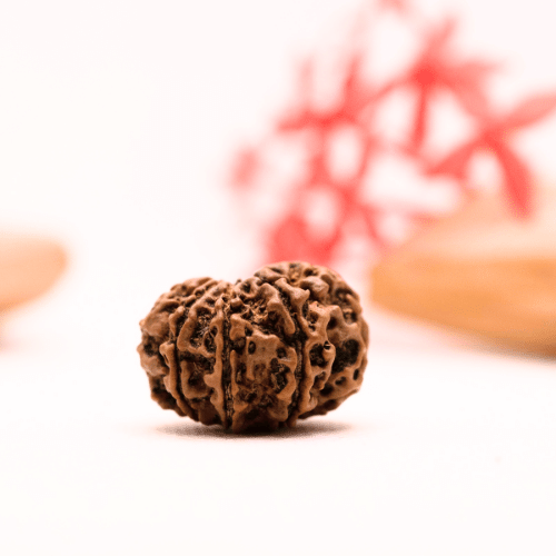 9 Mukhi Nepali Rudraksha - Regular