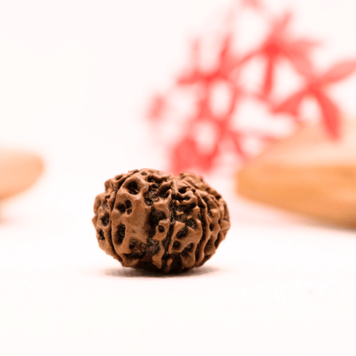 9 Mukhi Nepali Rudraksha - Regular