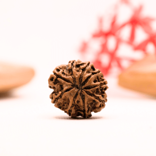 9 Mukhi Nepali Rudraksha - Regular