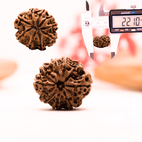 9 Mukhi Nepali Rudraksha - Regular