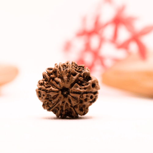 9 Mukhi Nepali Rudraksha - Regular