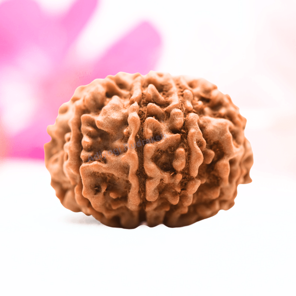 9 Mukhi Nepali Rudraksha - Regular