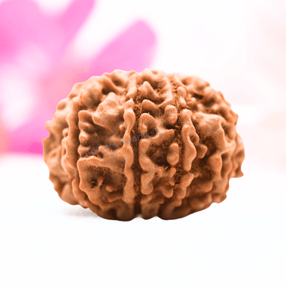 9 Mukhi Nepali Rudraksha - Regular