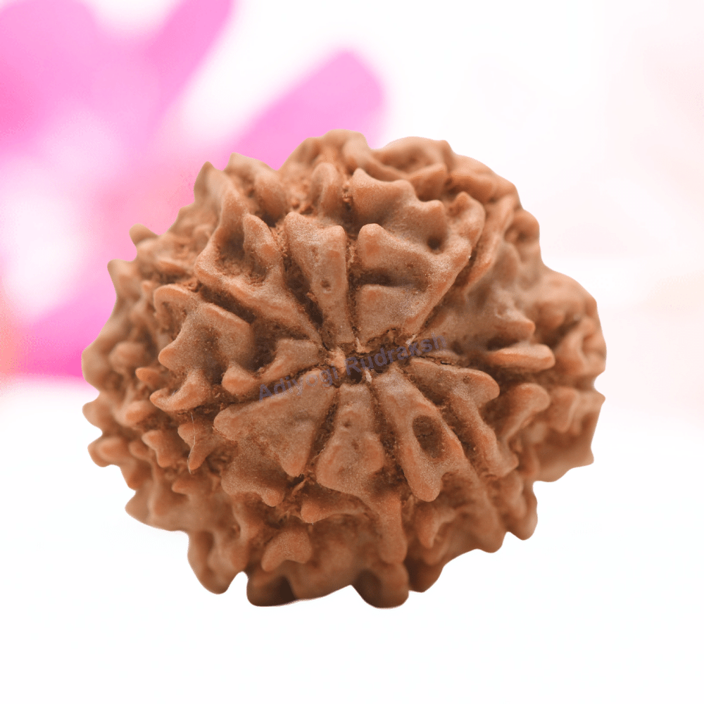 9 Mukhi Nepali Rudraksha - Regular
