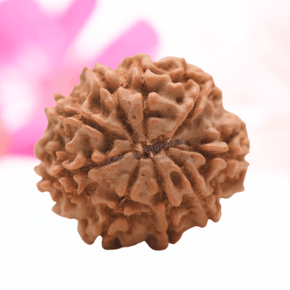9 Mukhi Nepali Rudraksha - Regular