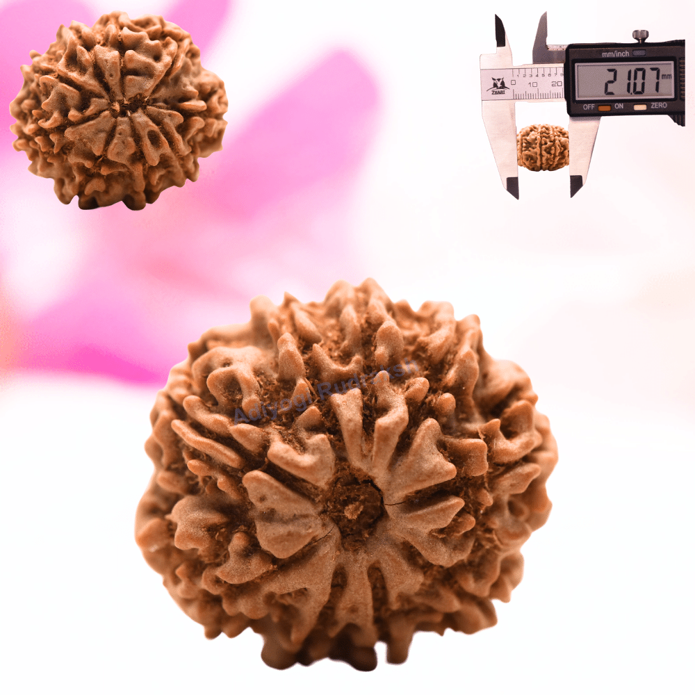 9 Mukhi Nepali Rudraksha - Regular
