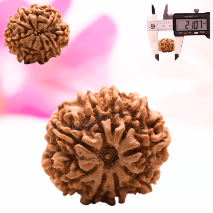 9 Mukhi Nepali Rudraksha - Regular