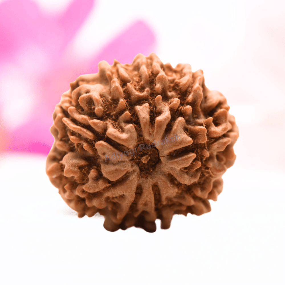 9 Mukhi Nepali Rudraksha - Regular