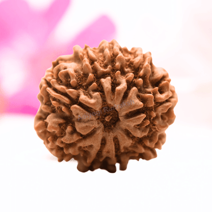 9 Mukhi Nepali Rudraksha - Regular