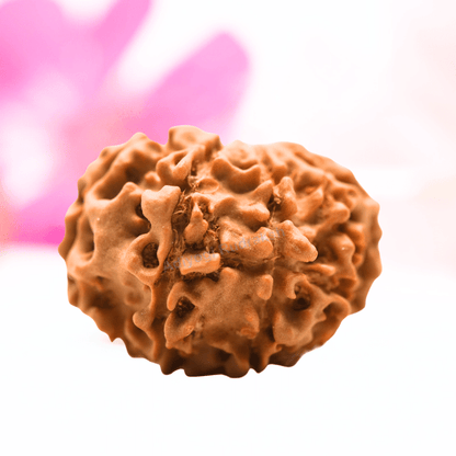 9 Mukhi Nepali Rudraksha - Regular
