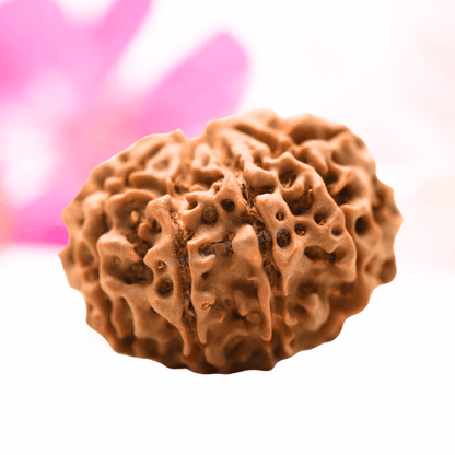 9 Mukhi Nepali Rudraksha - Regular