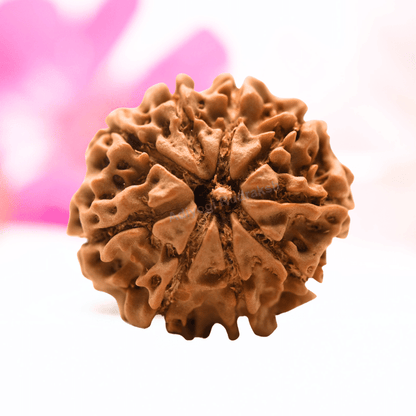 9 Mukhi Nepali Rudraksha - Regular