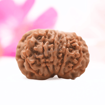 9 Mukhi Nepali Rudraksha - Regular